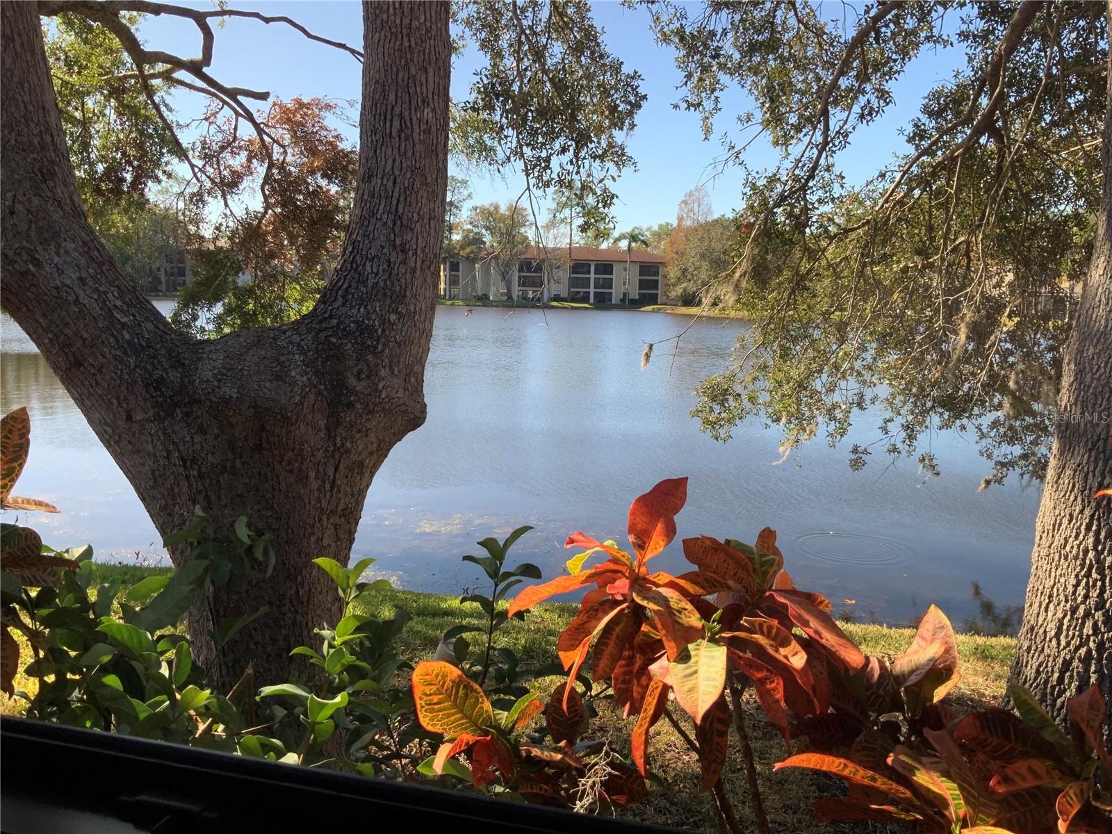 3480 HILLMOOR DR, PALM HARBOR, FL, 34685