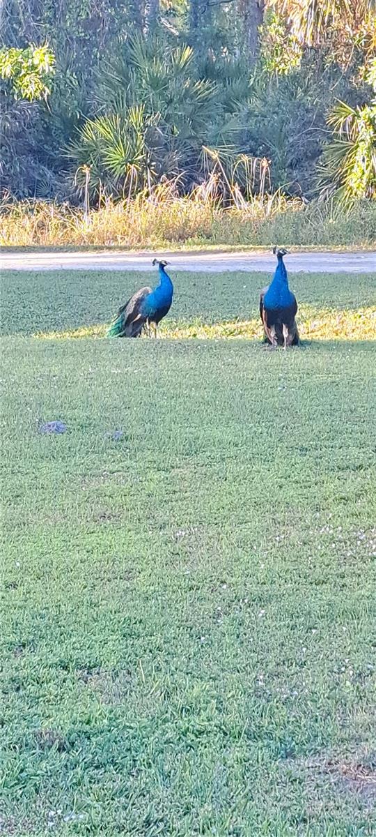 6341 HODGES DR, BOKEELIA, FL, 33922