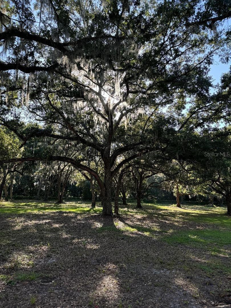 15370 SE 156TH PLACE RD, WEIRSDALE, FL, 32195