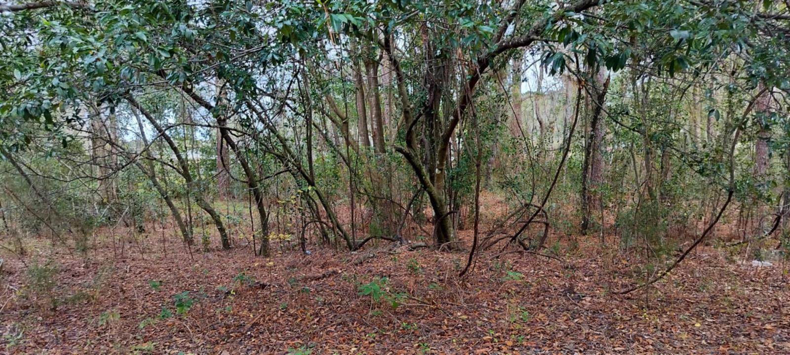965 S SALLY TER, INVERNESS, FL, 34452
