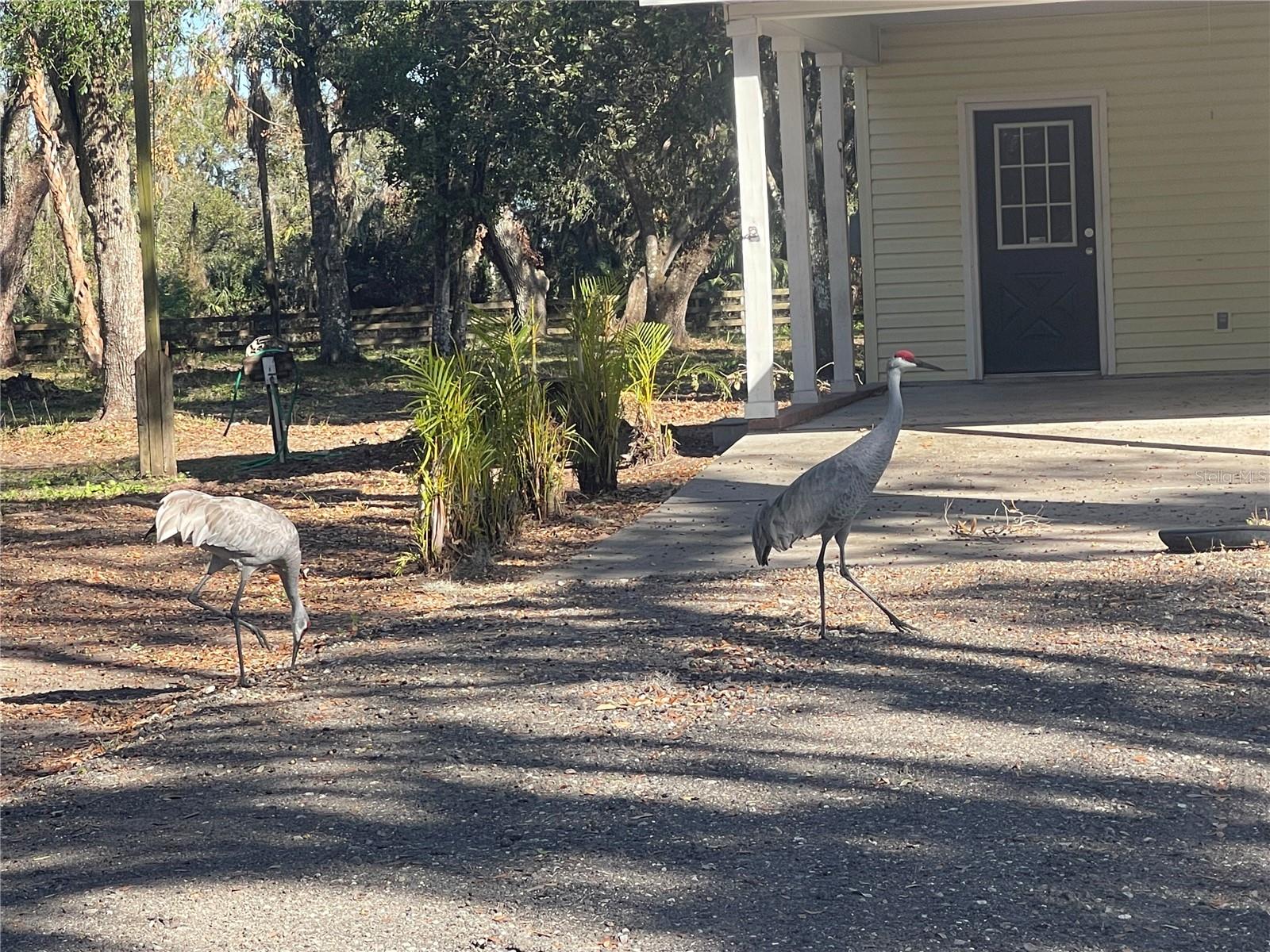 1315 COWART RD, PLANT CITY, FL, 33567