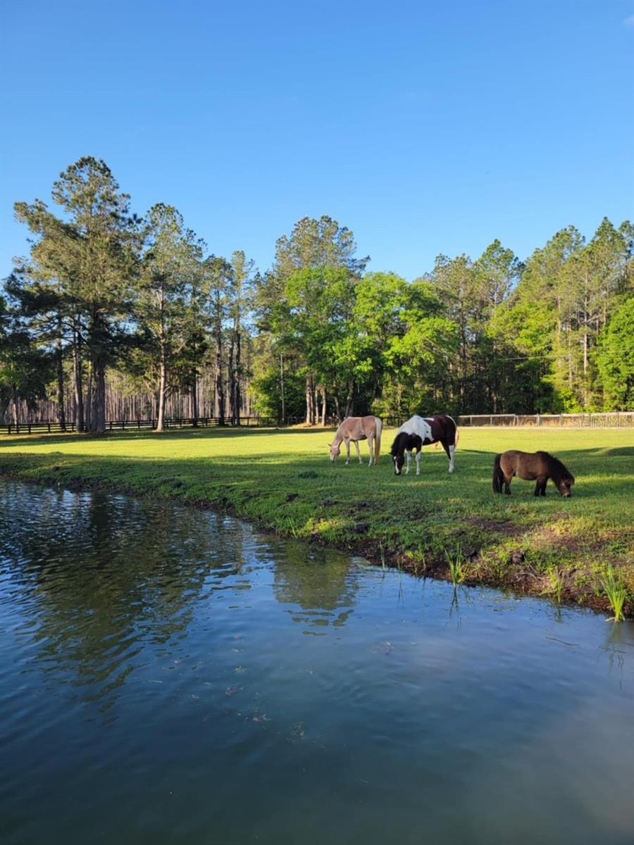 13401 W HIGHWAY 316, REDDICK, FL, 32686