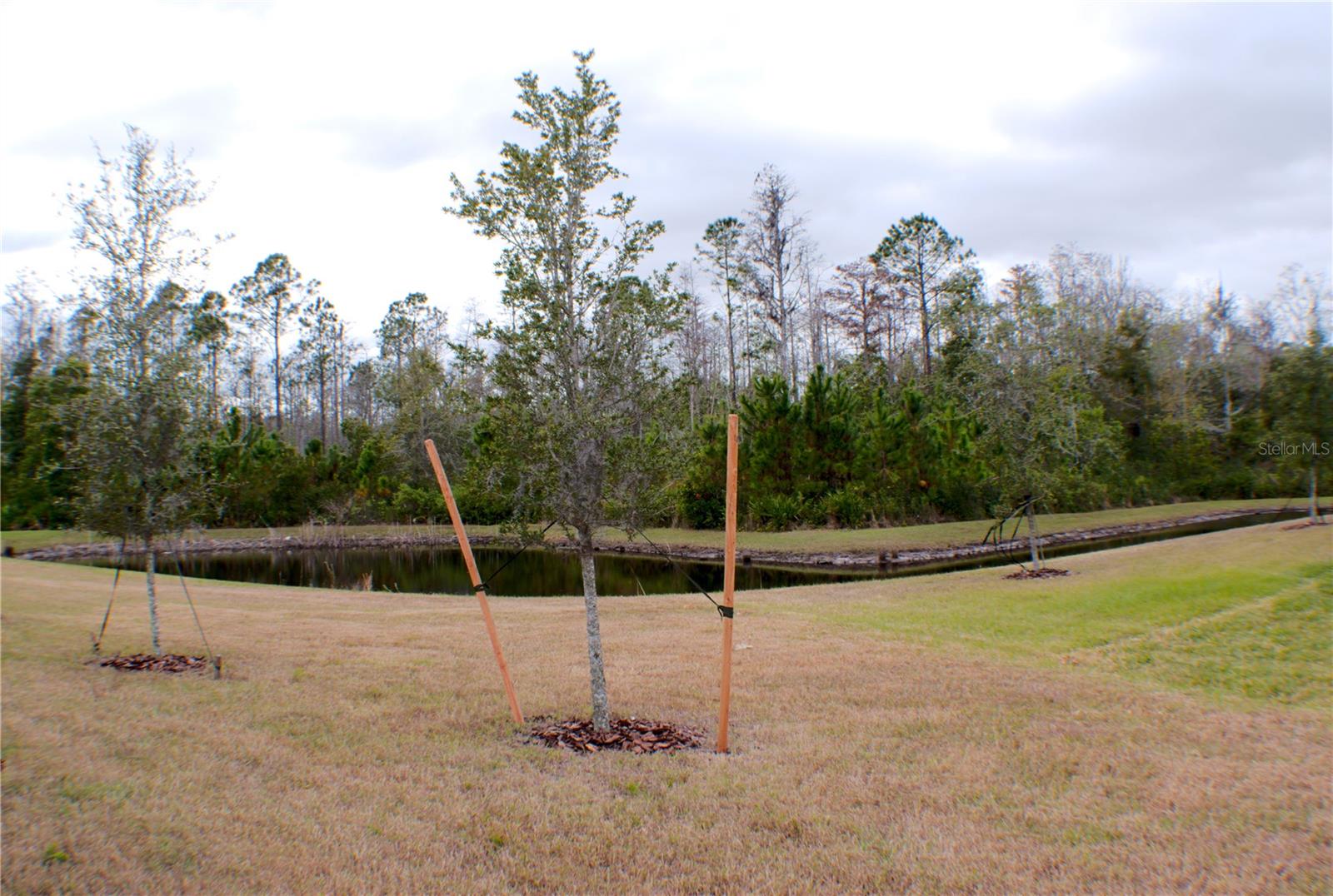 16851 FORGE SURF ST, LAND O LAKES, FL, 34638