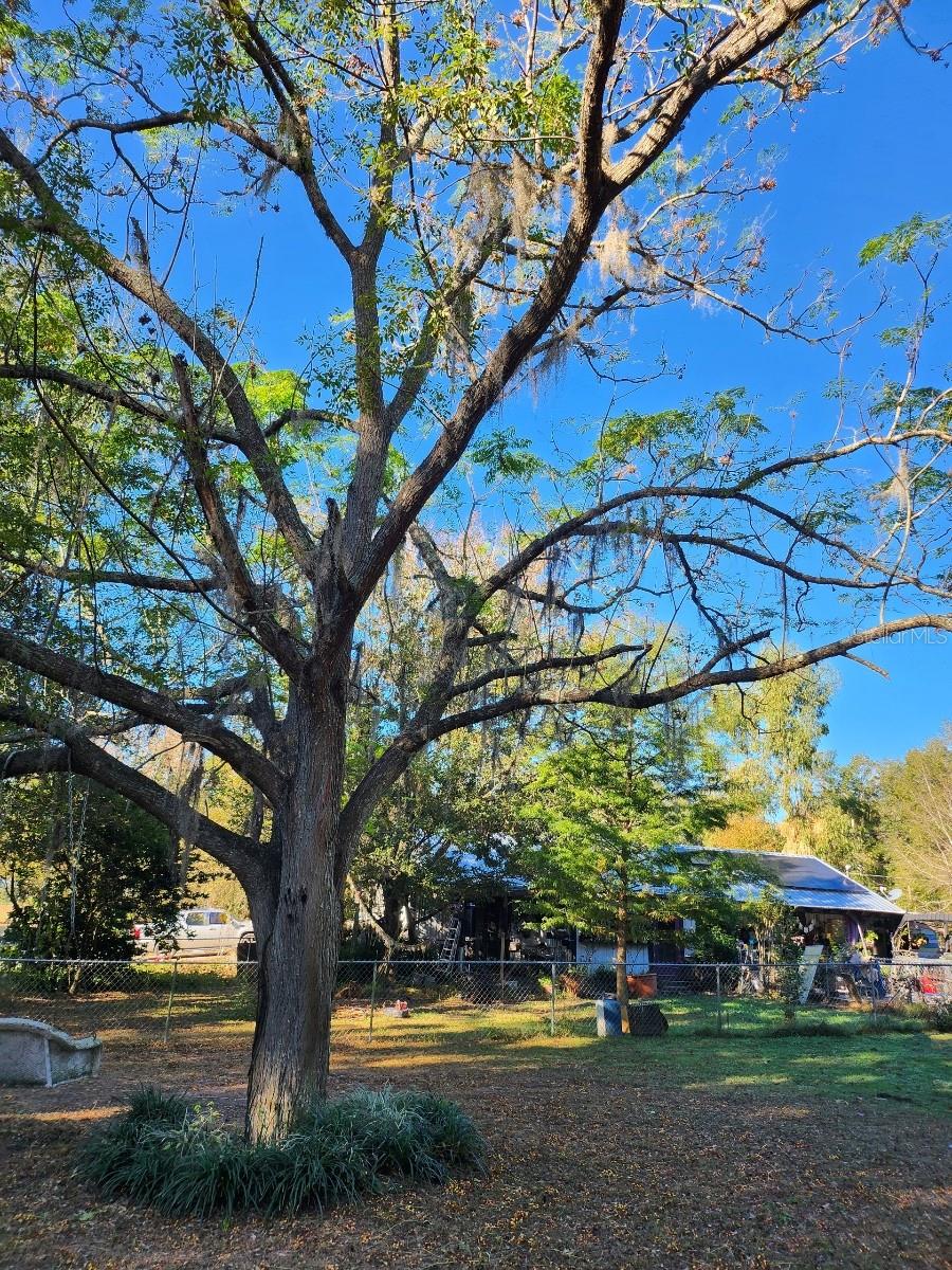 18695 NE 5TH TERRACE RD, CITRA, FL, 32113