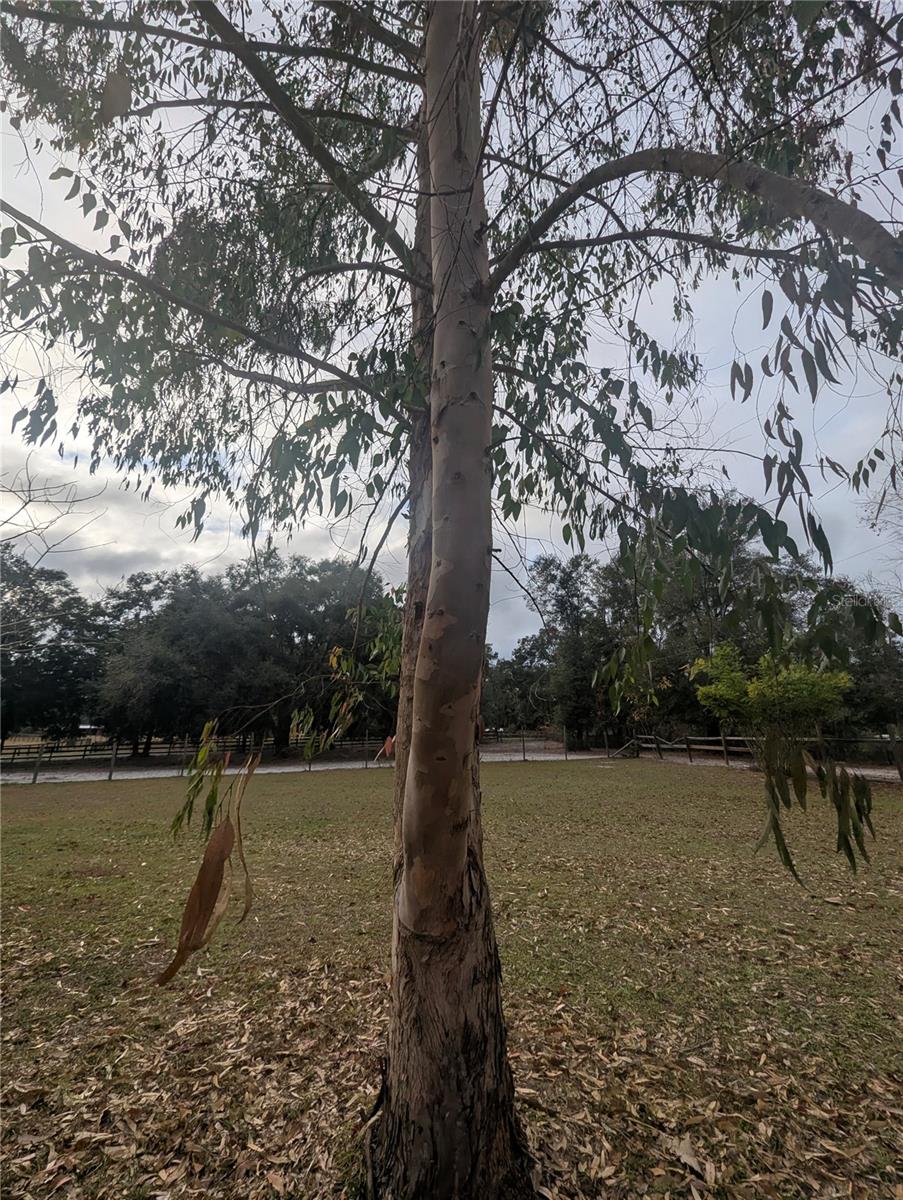 18695 NE 5TH TERRACE RD, CITRA, FL, 32113