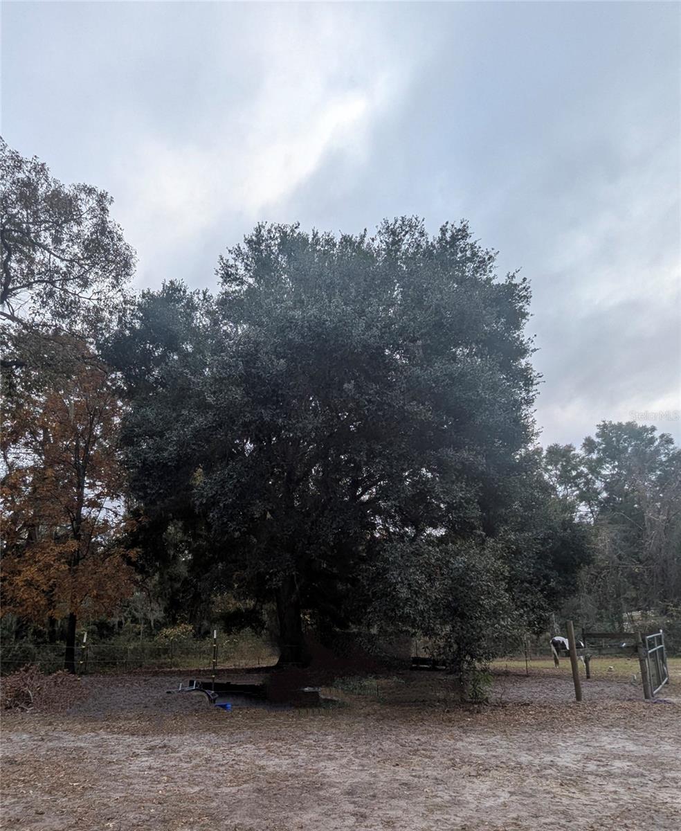 18695 NE 5TH TERRACE RD, CITRA, FL, 32113