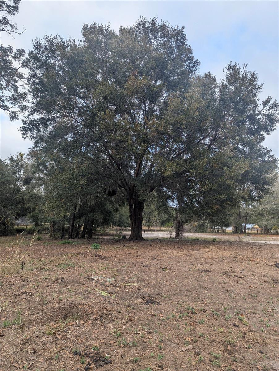 18695 NE 5TH TERRACE RD, CITRA, FL, 32113