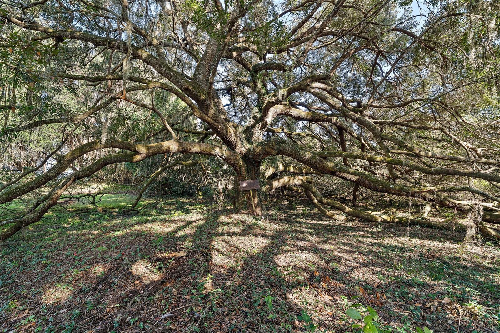 5415 BANANA POINT DR, OKAHUMPKA, FL, 34762