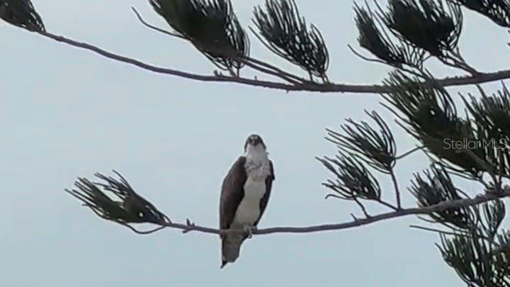 9393 MIDNIGHT PASS RD #201, SARASOTA, FL, 34242