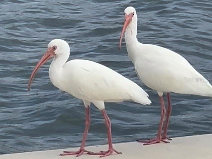 9393 MIDNIGHT PASS RD #201, SARASOTA, FL, 34242