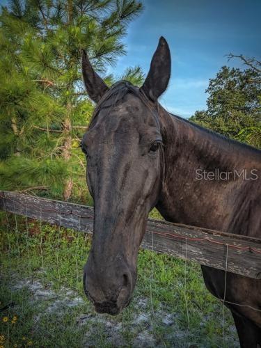 ROYAL TRAILS RD, EUSTIS, FL, 32736