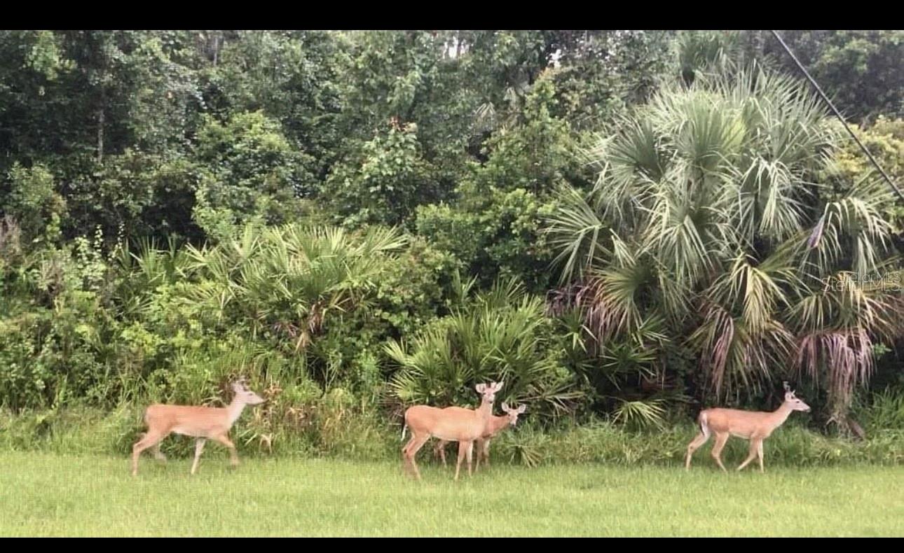 802 VIA COMO ST, KISSIMMEE, FL, 34759