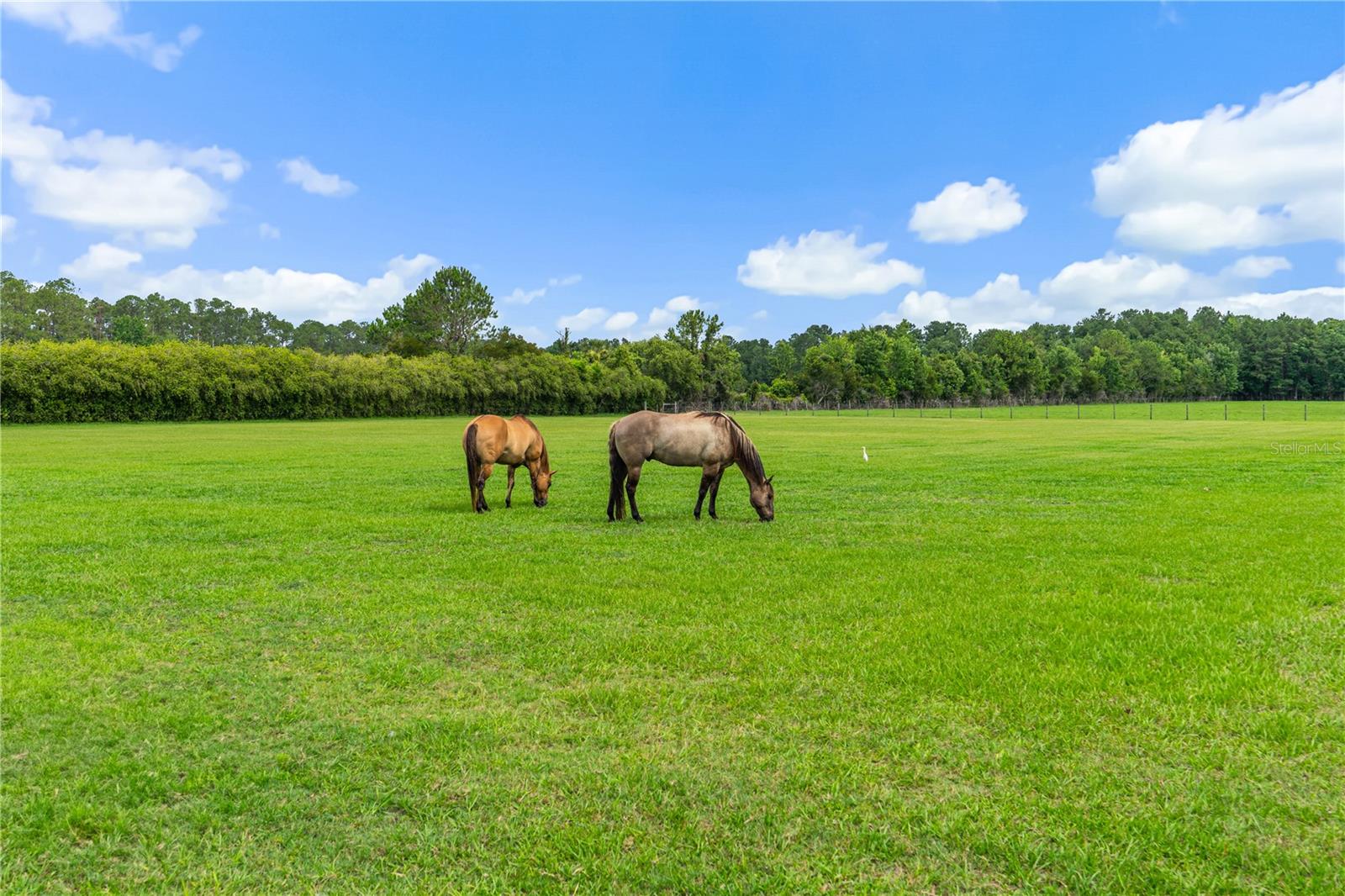 140 LITTLE BROWN CHURCH RD, PIERSON, FL, 32180