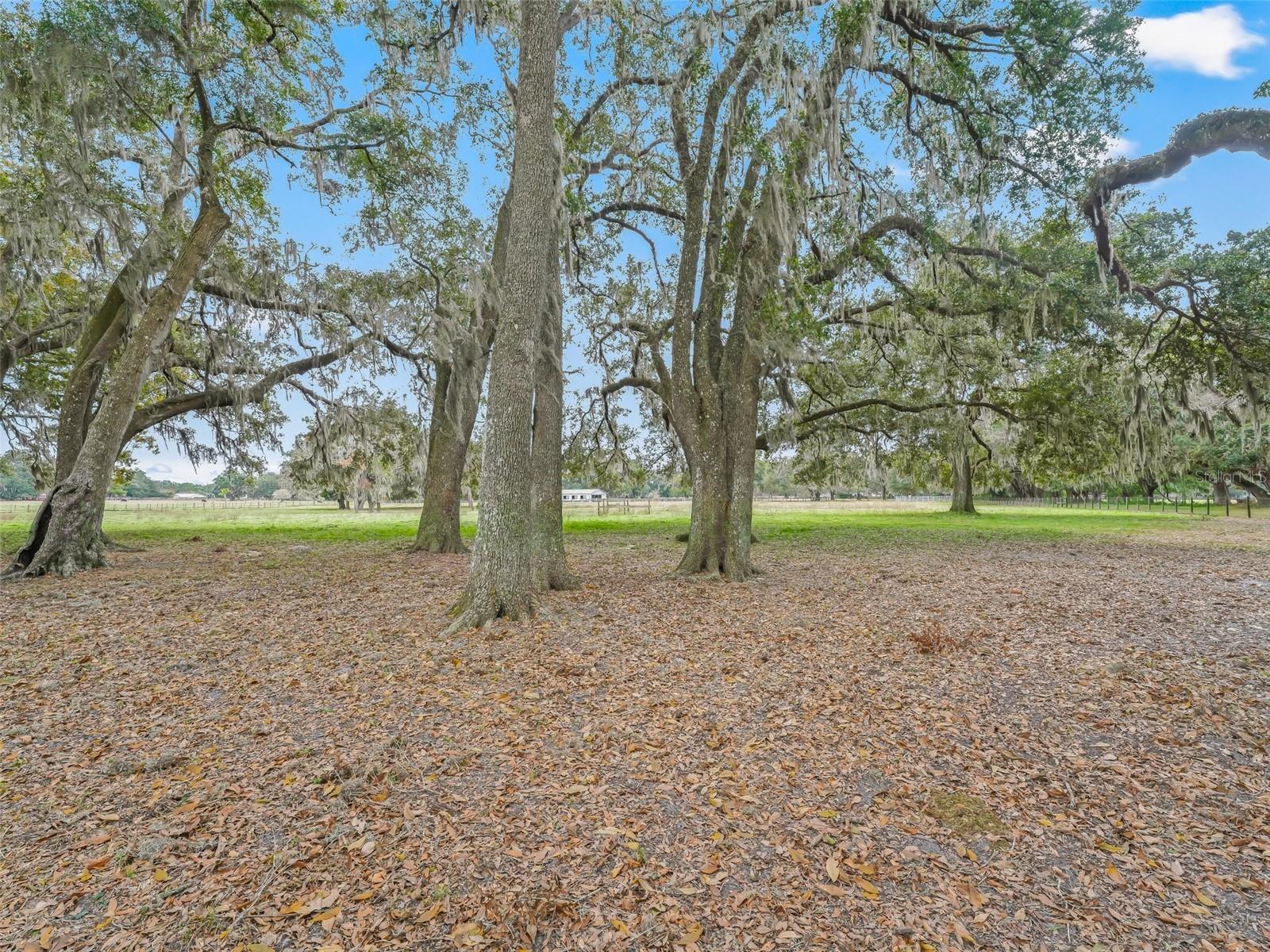 17550 NE 55TH ST, WILLISTON, FL, 32696
