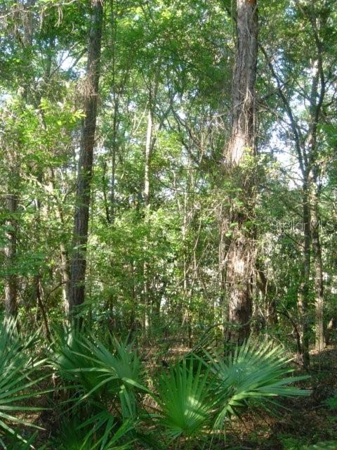 00 TAMARAC RD, MARIANNA, FL, 32448