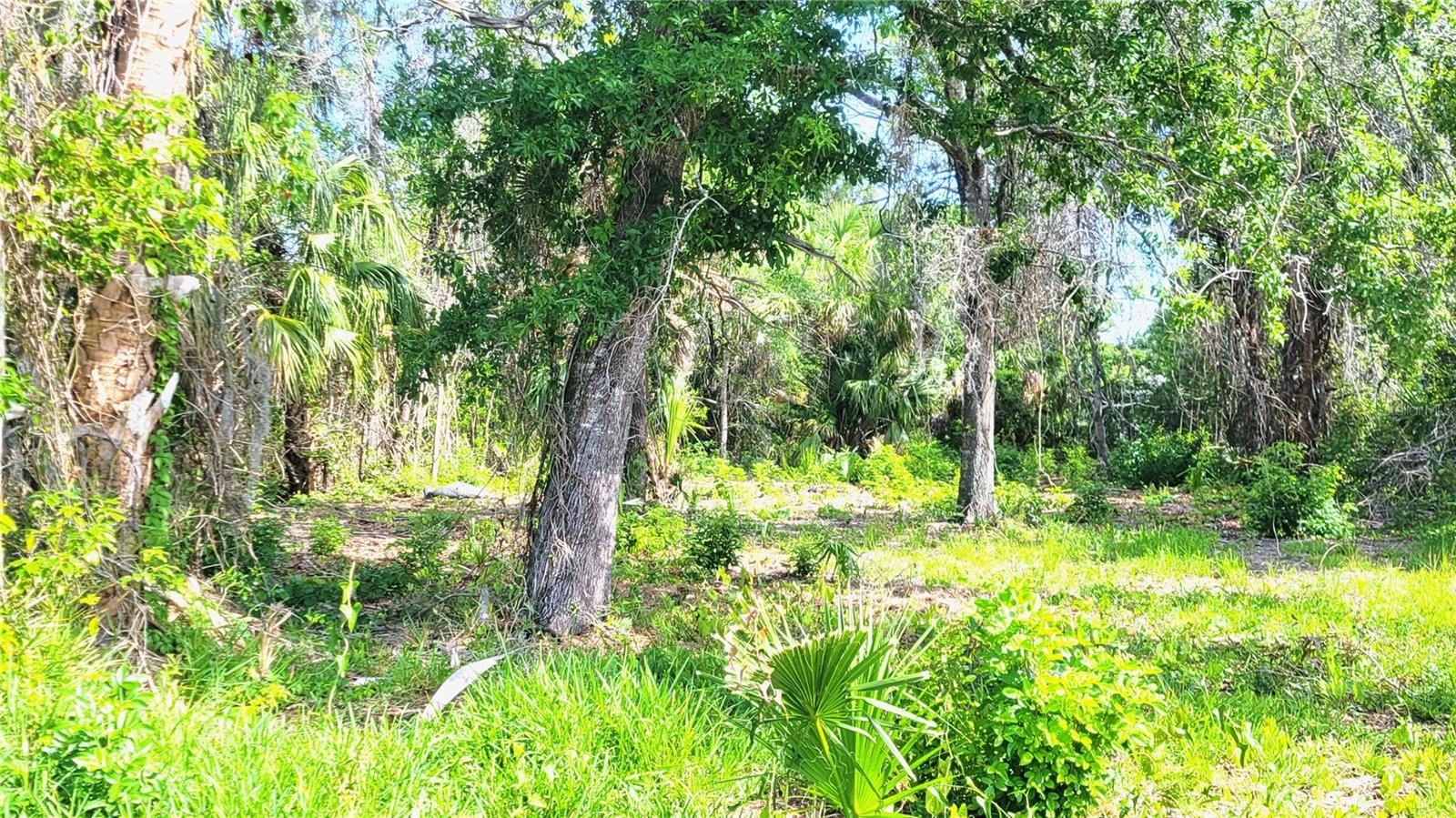 NEEDLES DR, HUDSON, FL, 34667