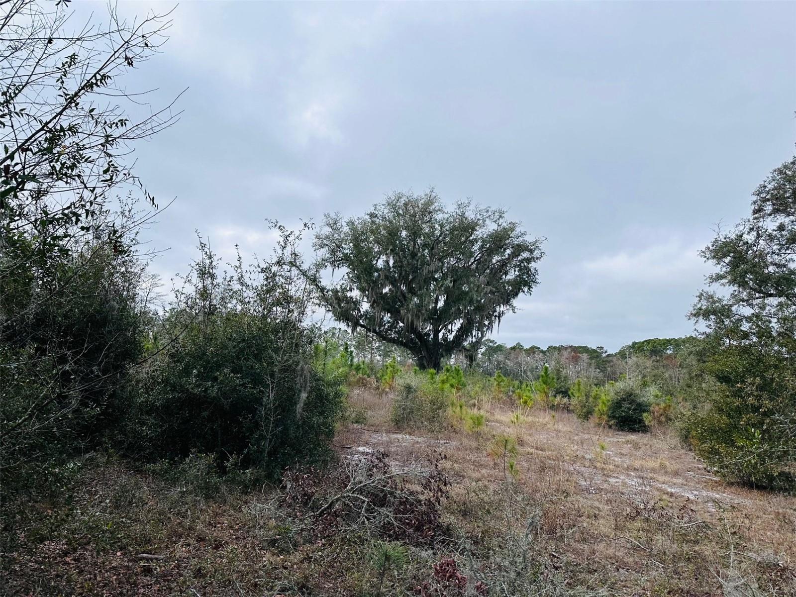 0 N HATHAWAY AVE, BRONSON, FL, 32621