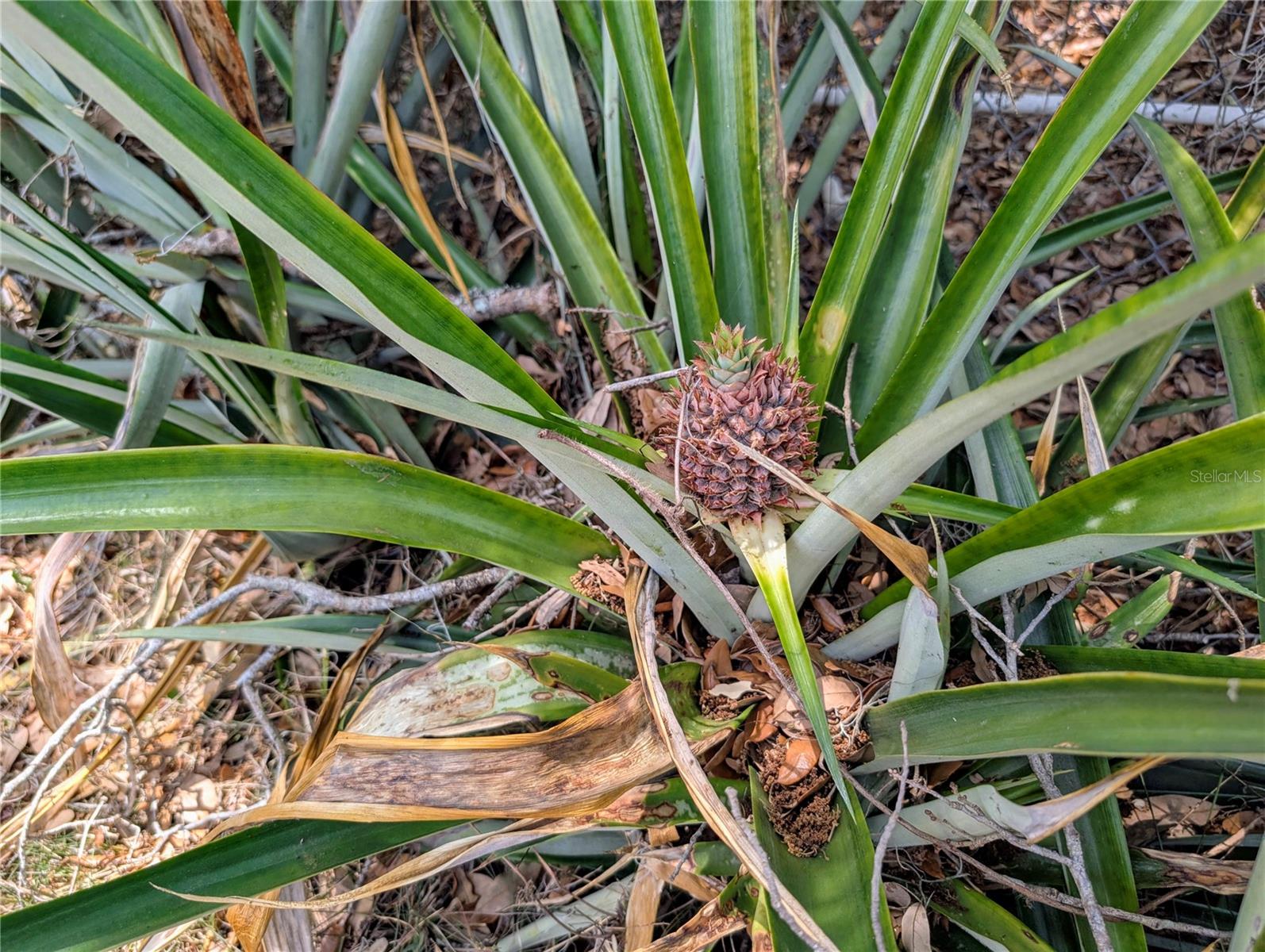 19942 SE 155TH PL, UMATILLA, FL, 32784