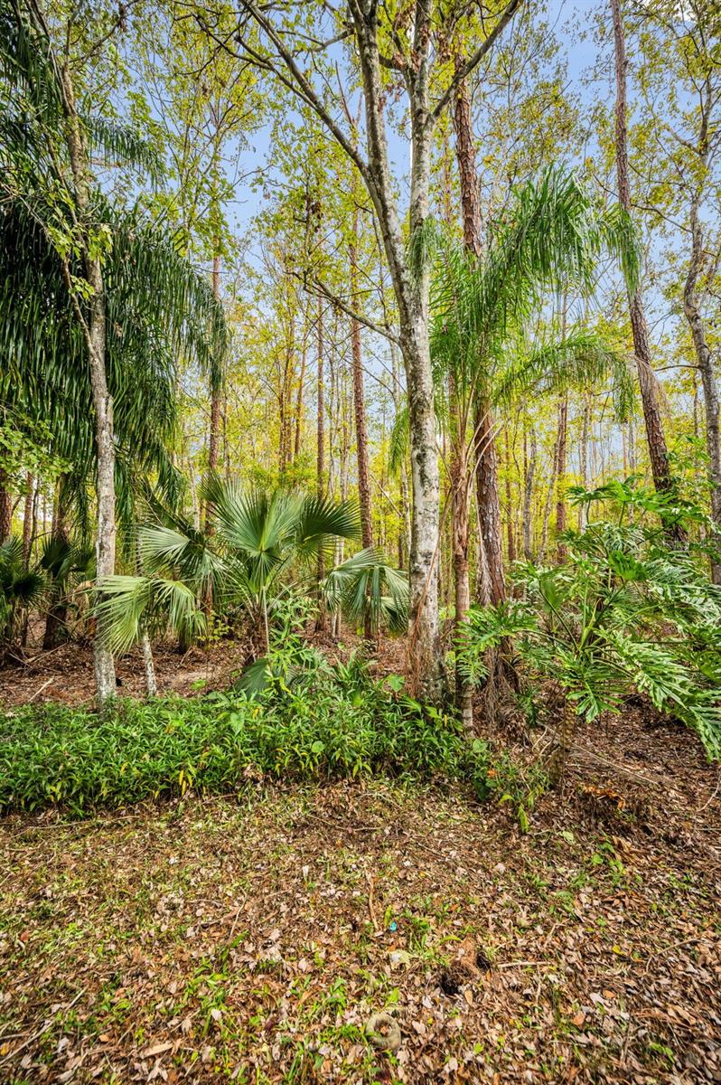 3254 CENTERWOOD DR, TARPON SPRINGS, FL, 34688