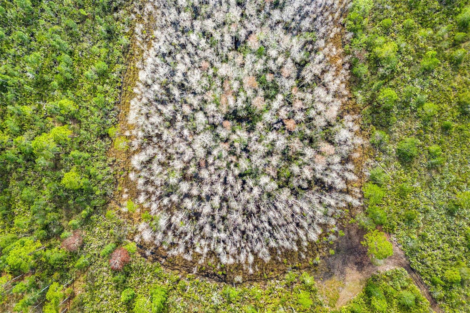 DILL RD, ORLANDO, FL, 32820