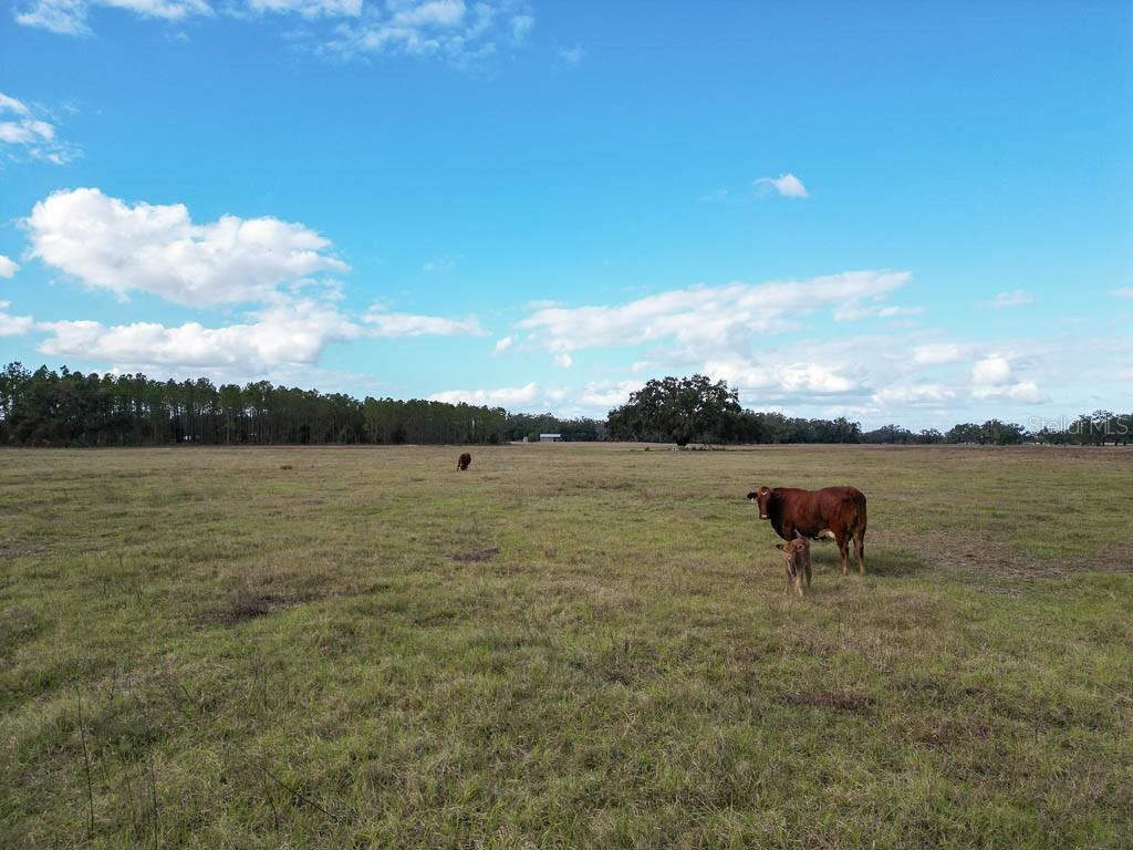 993 CR 722, WEBSTER, FL, 33597