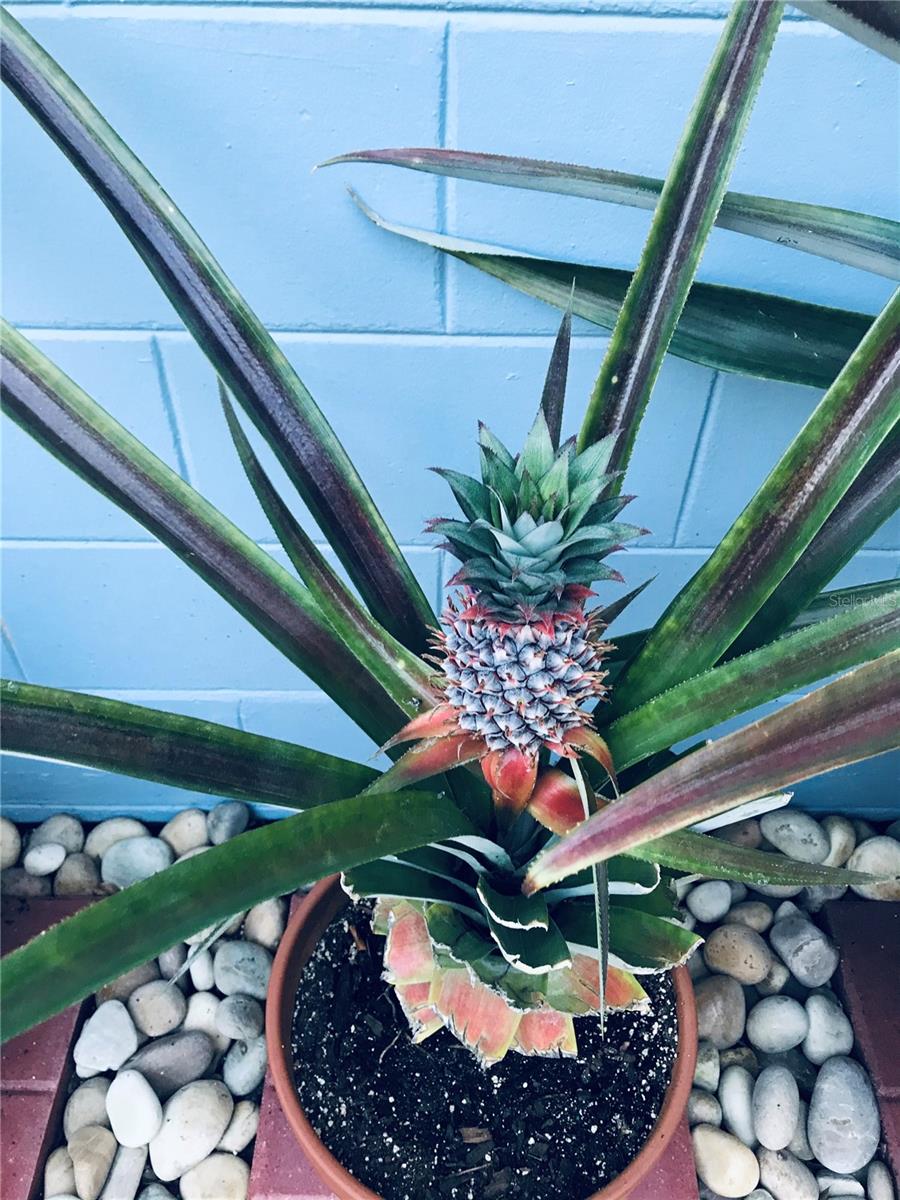 5138 ANDREA BLVD, ORLANDO, FL, 32807