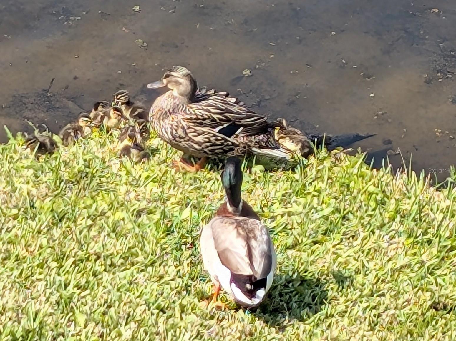 262 COUNTRYSIDE KEY BLVD, OLDSMAR, FL, 34677