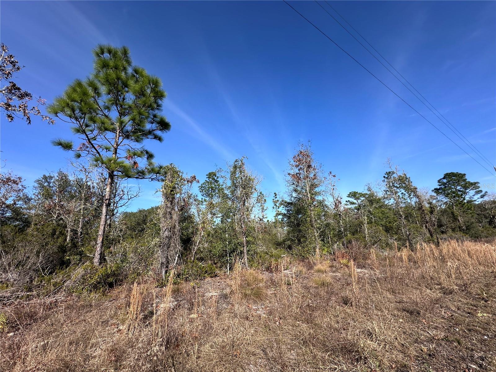 tbd NE 117TH TER, WILLISTON, FL, 32696