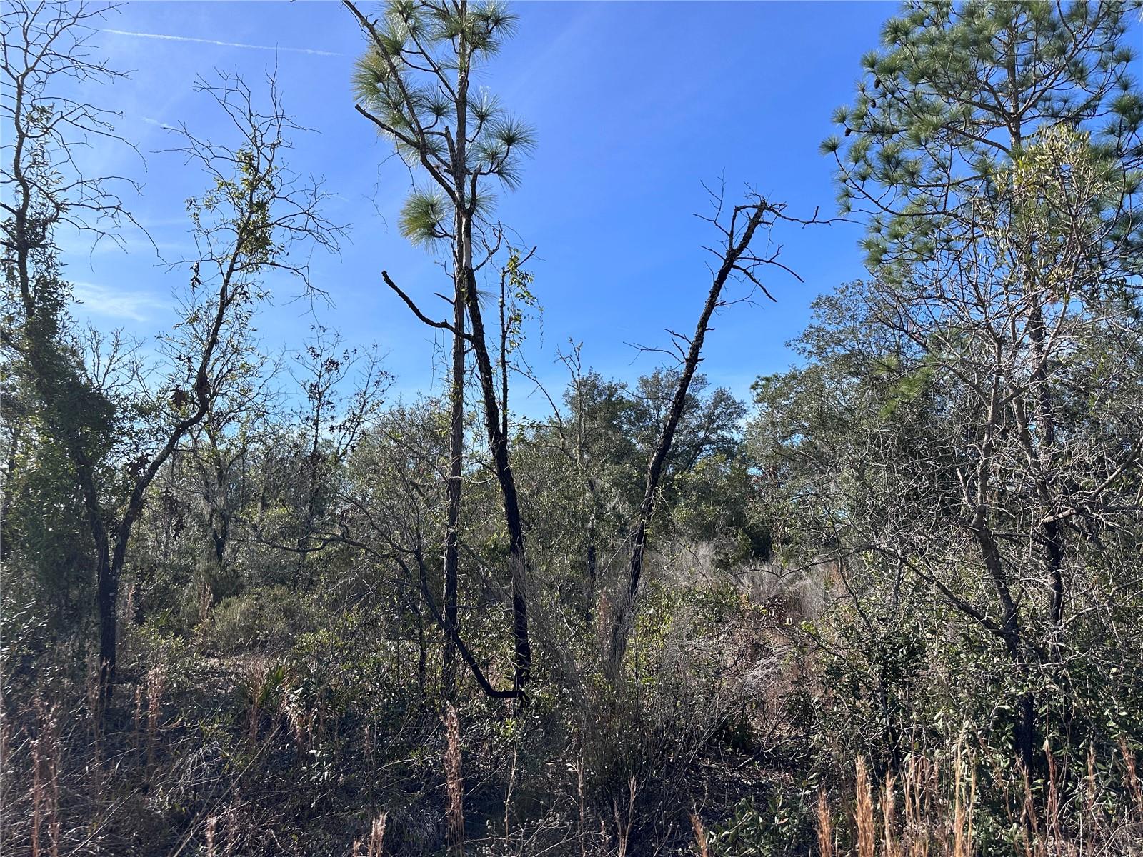 tbd NE 117TH TER, WILLISTON, FL, 32696