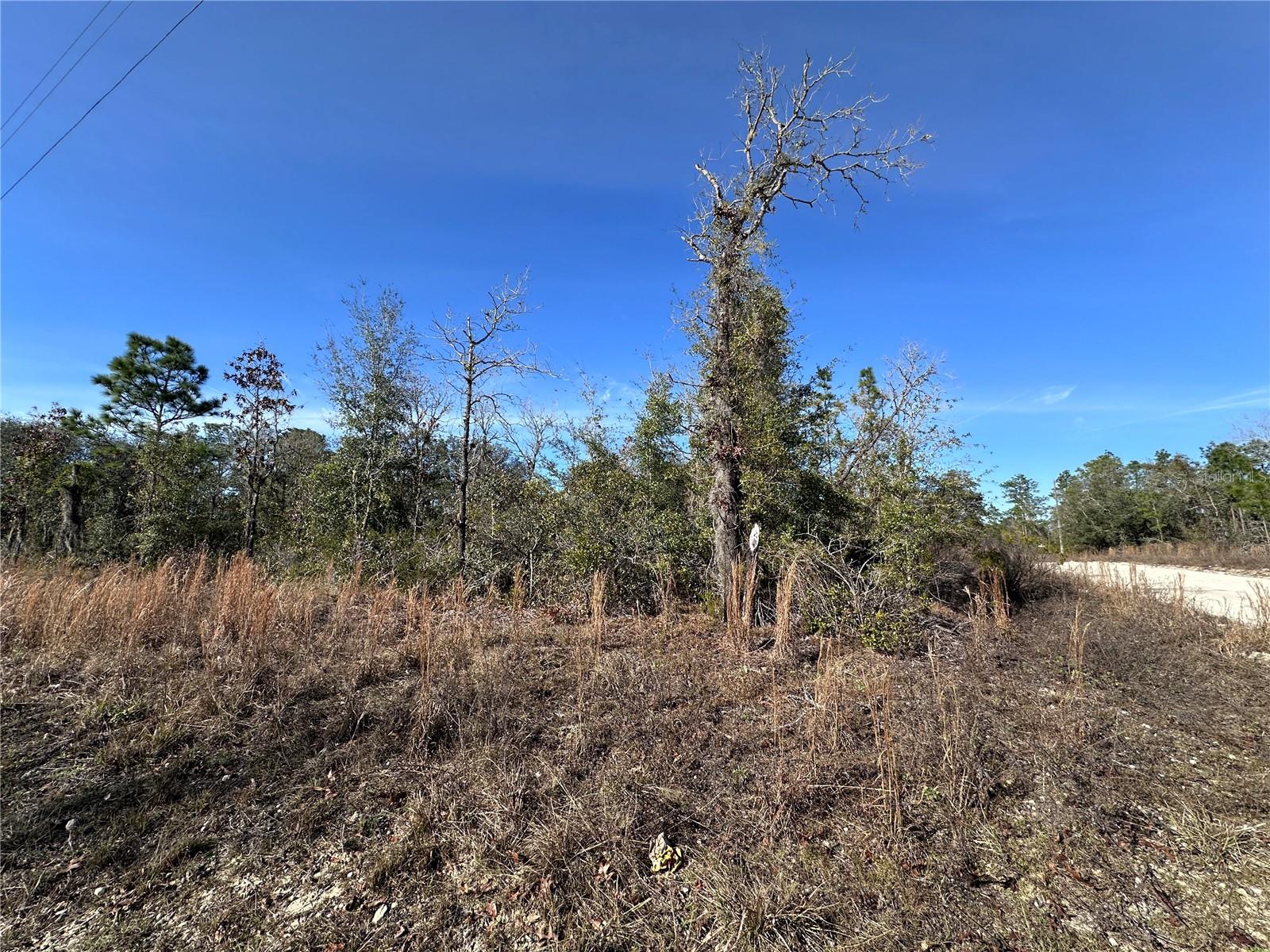 tbd NE 117TH TER, WILLISTON, FL, 32696