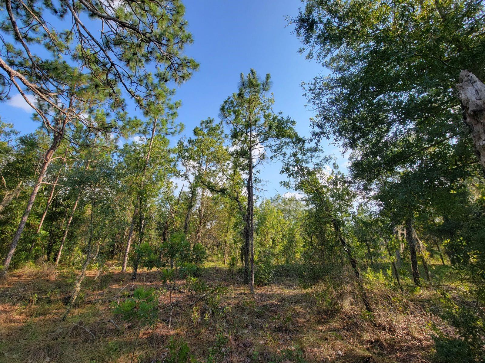 NE 60 LN, BRONSON, FL, 32621