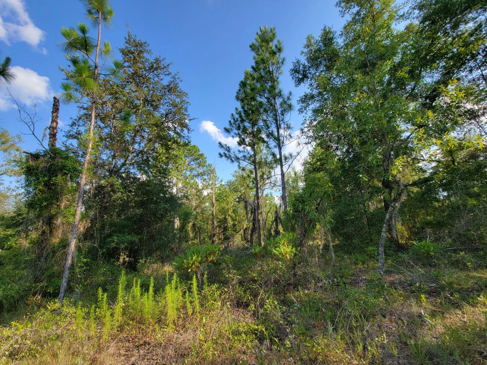 NE 60 LN, BRONSON, FL, 32621