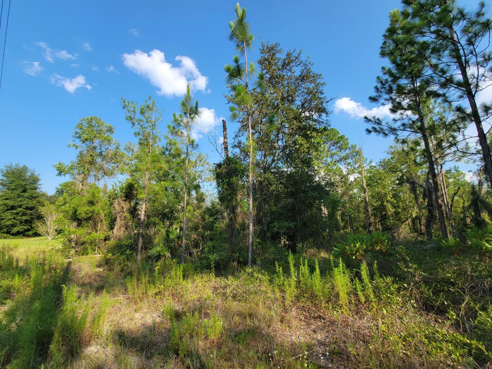 NE 60 LN, BRONSON, FL, 32621
