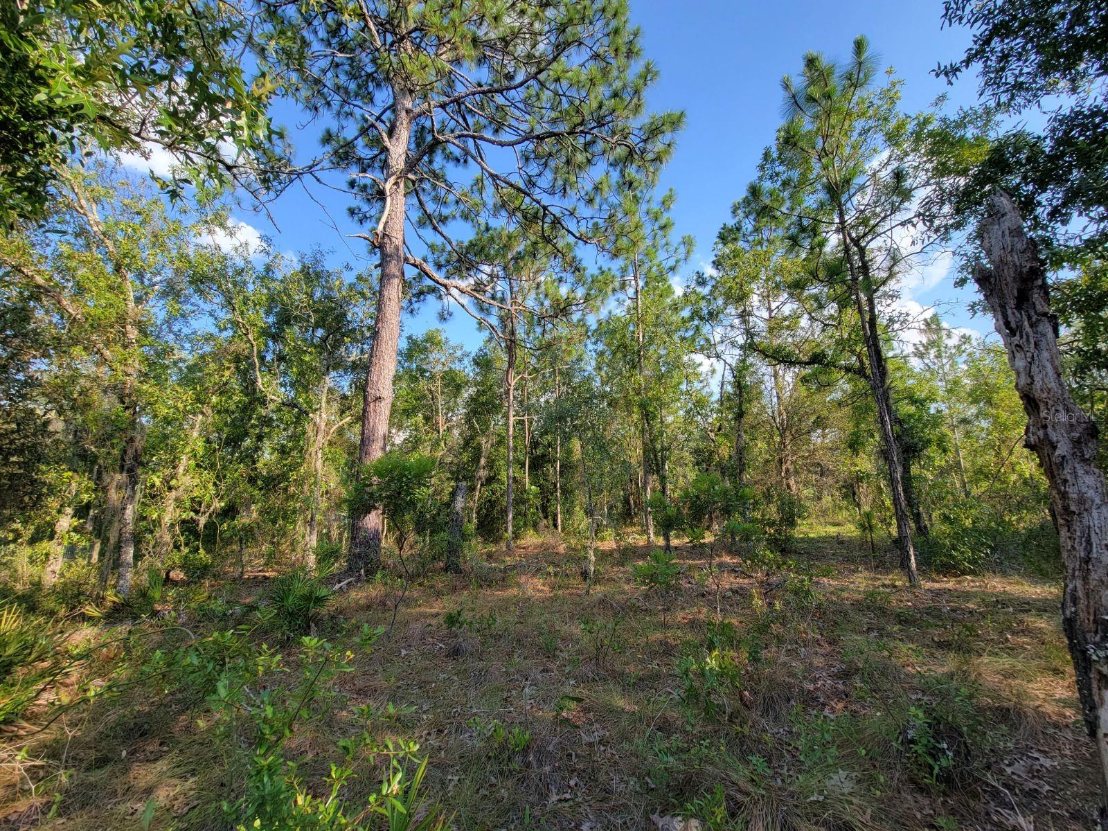 NE 60 LN, BRONSON, FL, 32621