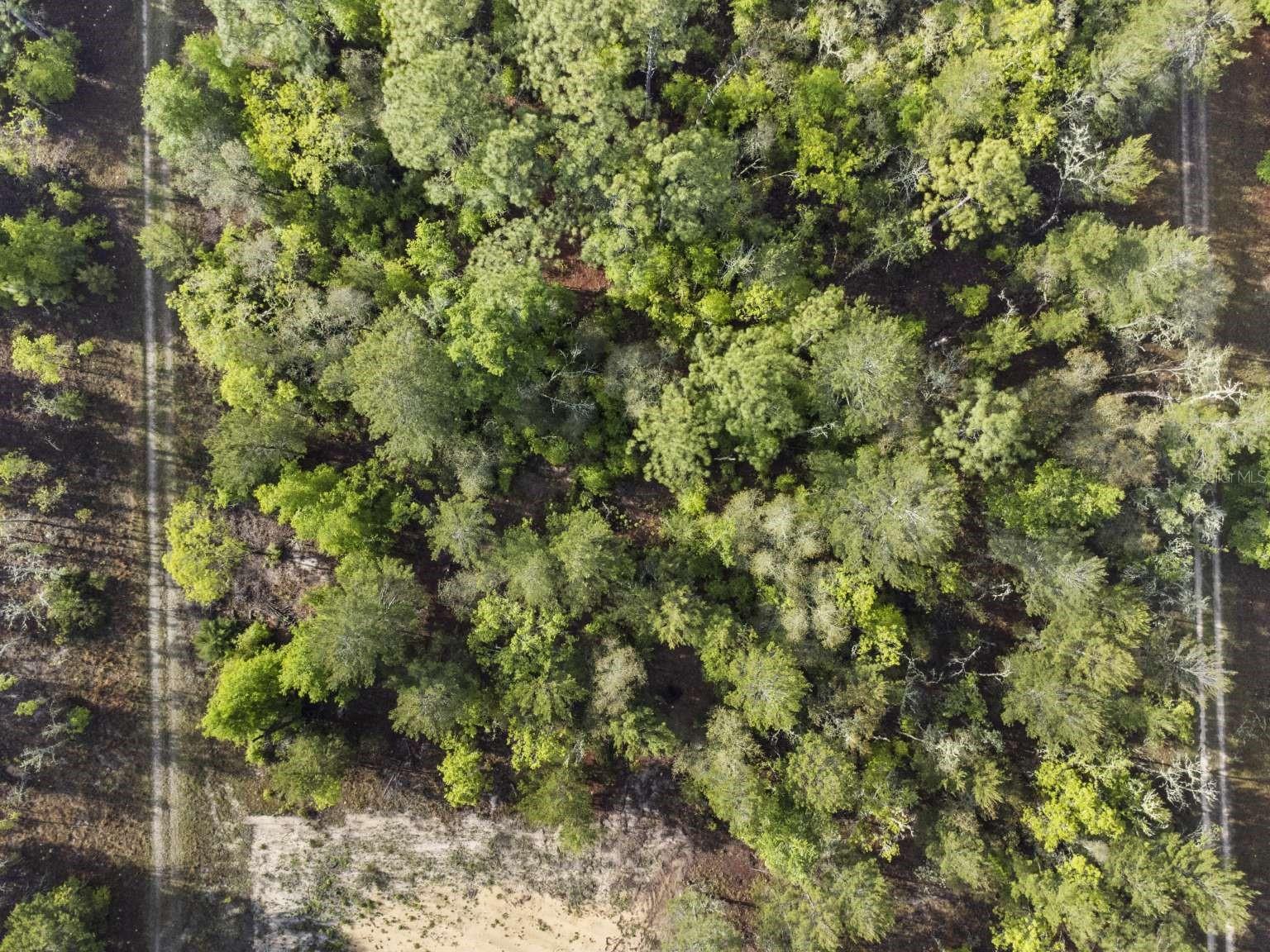 11 / 77 NE 148 CT, WILLISTON, FL, 32696