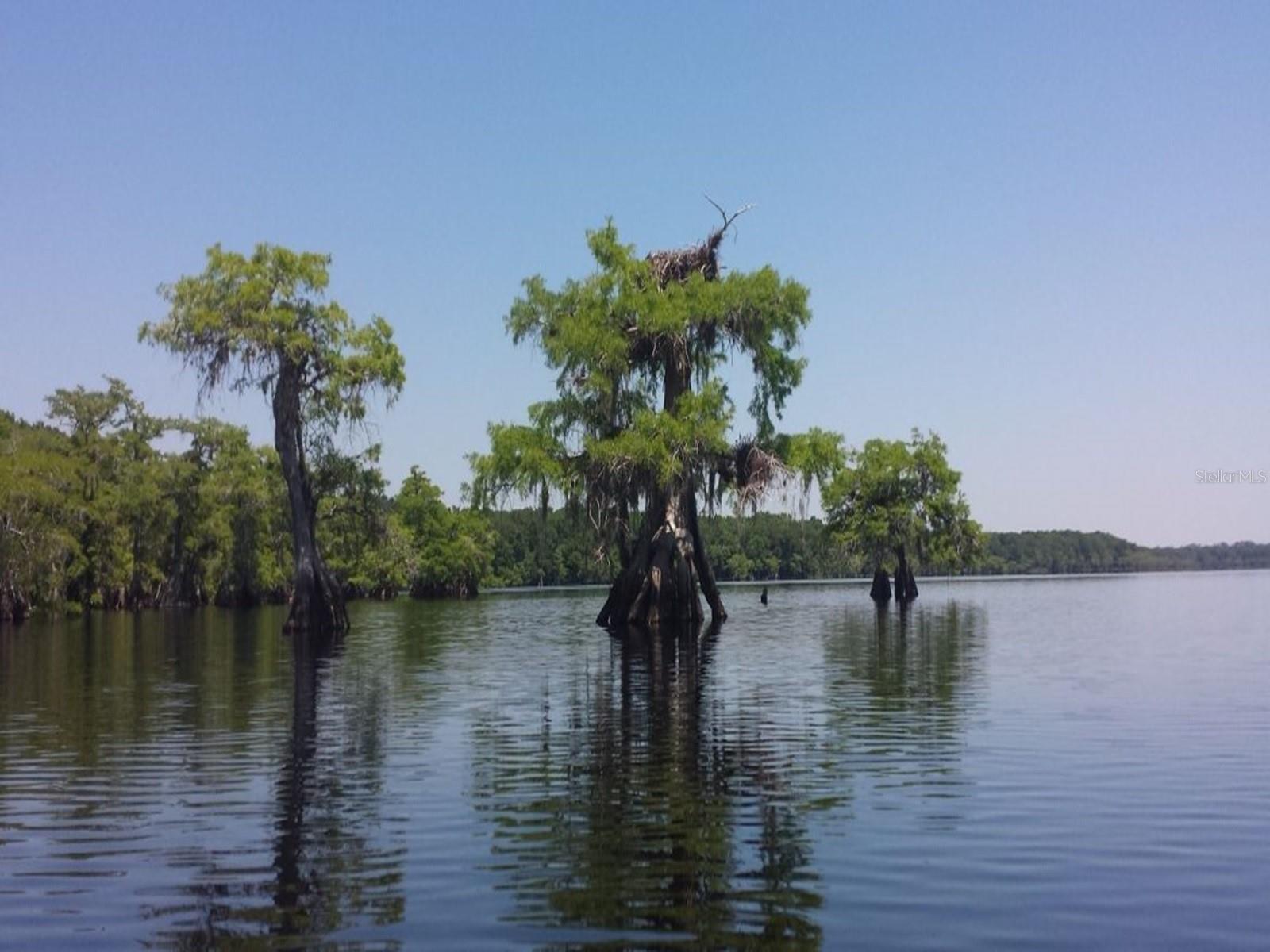 TAMARAC ST, EUSTIS, FL, 32736