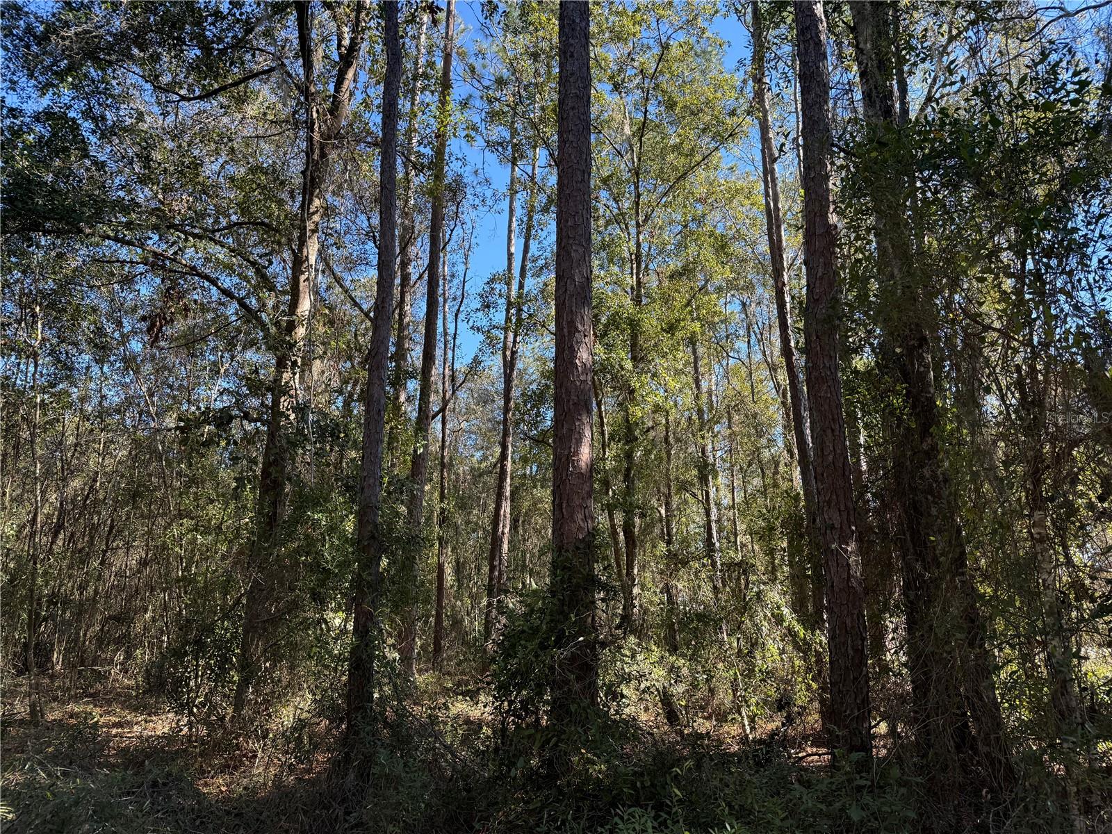 2.7ac - E Hwy 318 E HWY 318, CITRA, FL, 32113