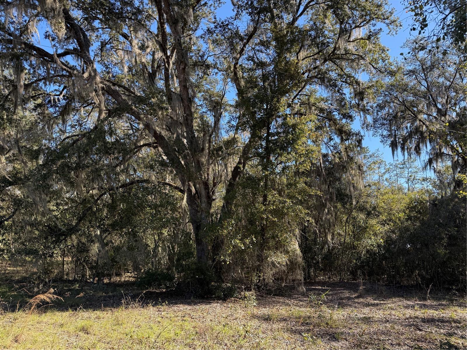 2.7ac - E Hwy 318 E HWY 318, CITRA, FL, 32113