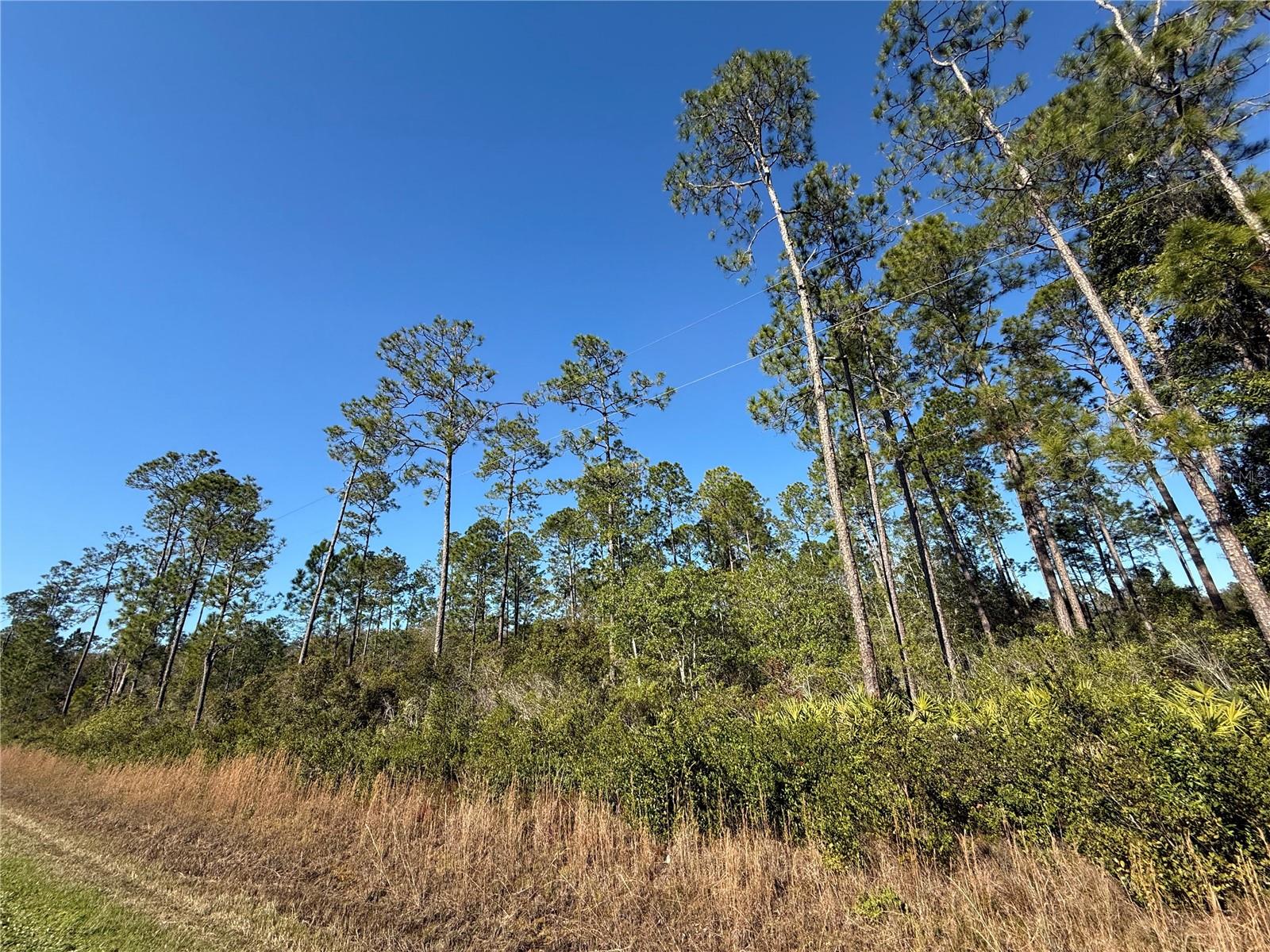 2.7ac - E Hwy 318 E HWY 318, CITRA, FL, 32113