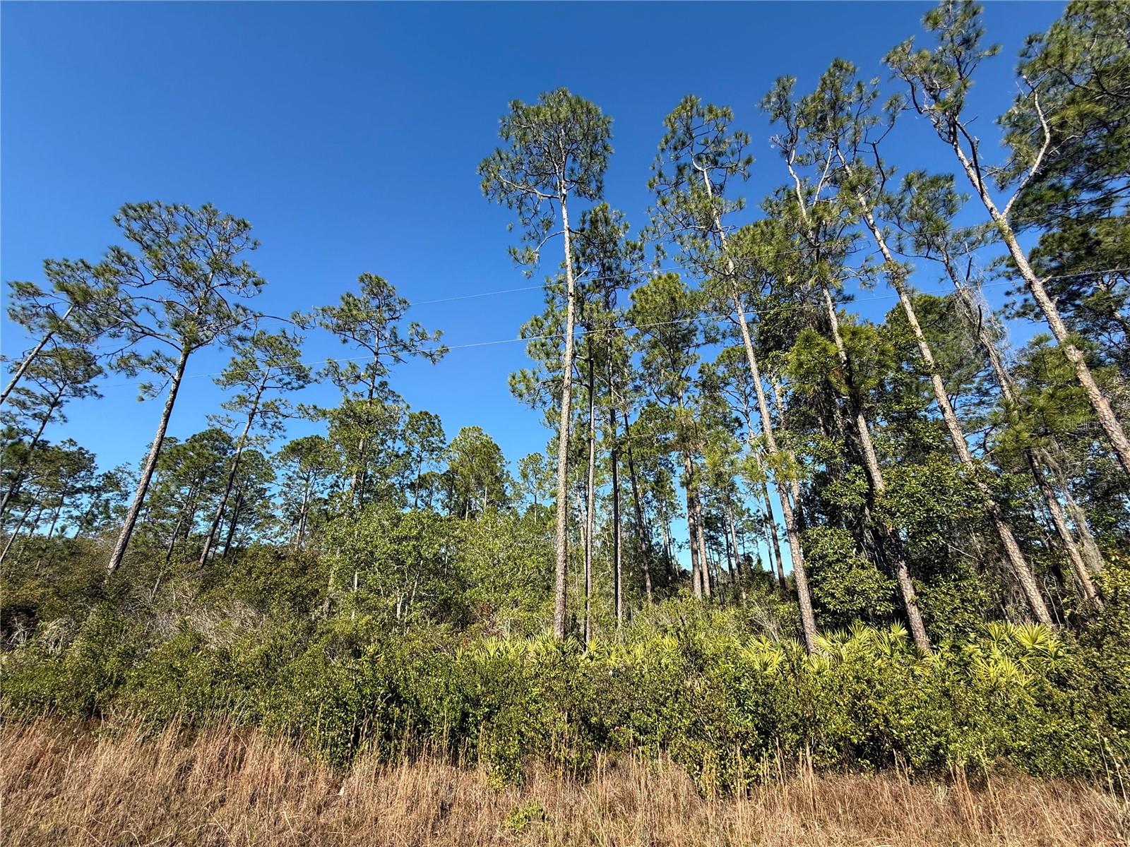 2.7ac - E Hwy 318 E HWY 318, CITRA, FL, 32113