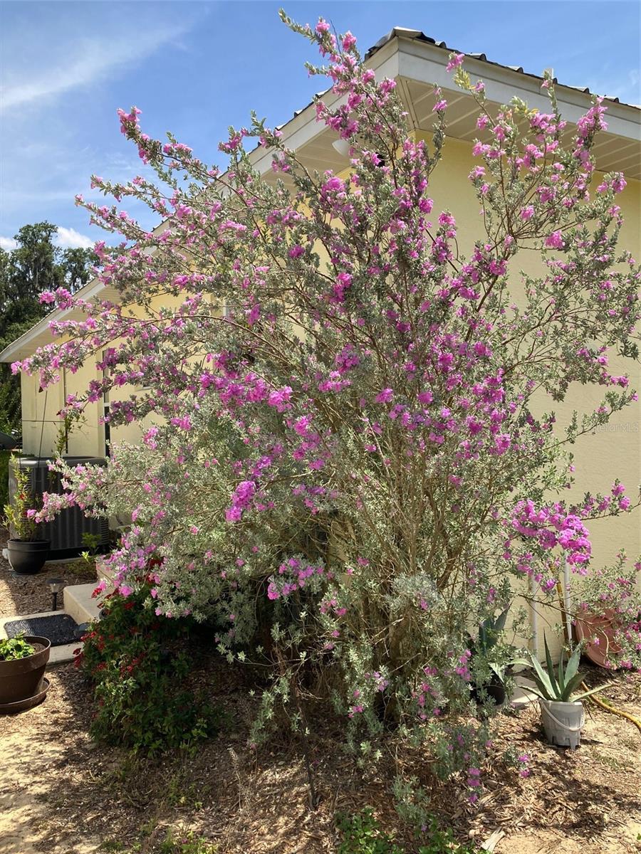 21431 NE 25TH ST, WILLISTON, FL, 32696