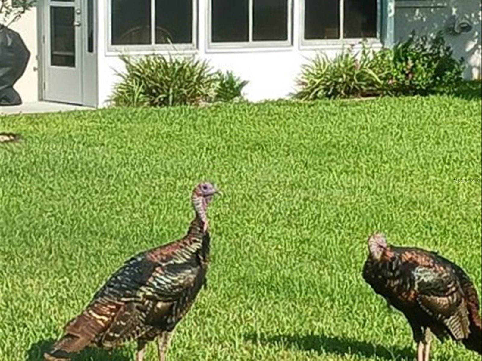 11532 HOLLY ANN DR, NEW PORT RICHEY, FL, 34654