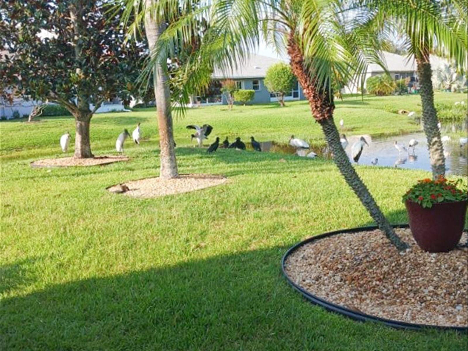 11532 HOLLY ANN DR, NEW PORT RICHEY, FL, 34654