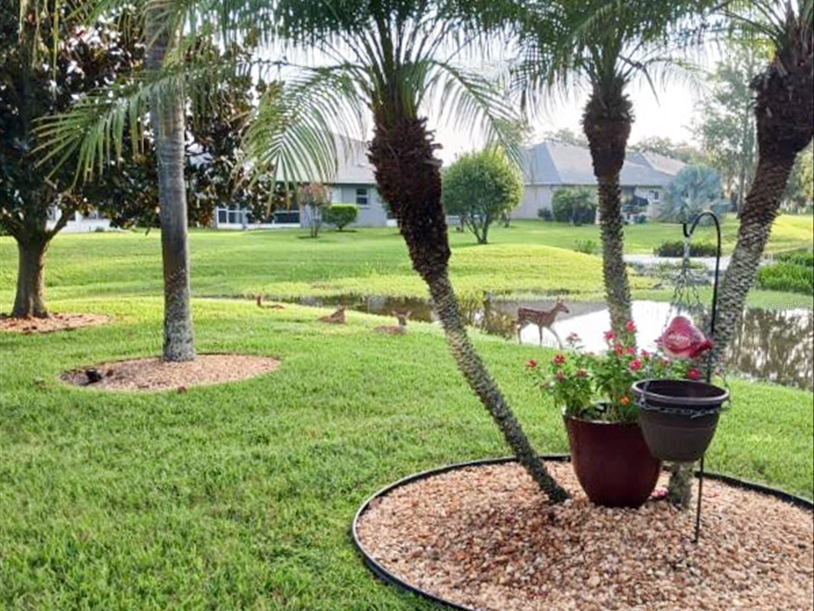 11532 HOLLY ANN DR, NEW PORT RICHEY, FL, 34654