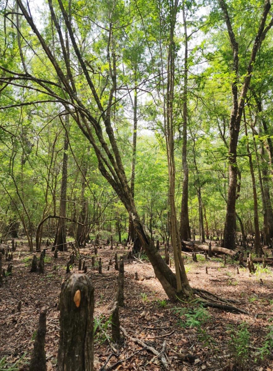 3190 NW 70 WAY, BELL, FL, 32619