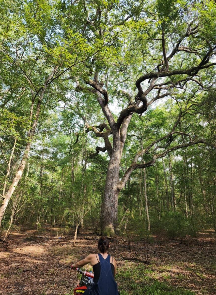 3190 NW 70 WAY, BELL, FL, 32619