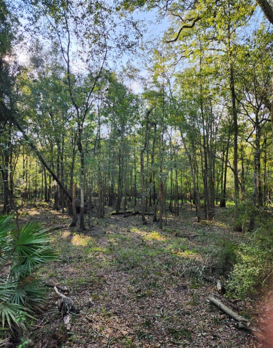 3190 NW 70 WAY, BELL, FL, 32619