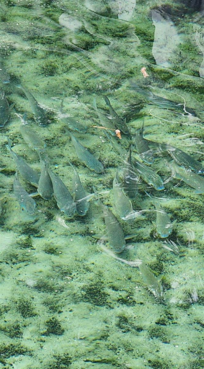 3190 NW 70 WAY, BELL, FL, 32619