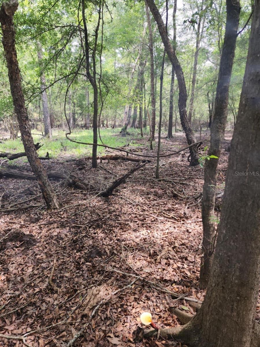 3190 NW 70 WAY, BELL, FL, 32619