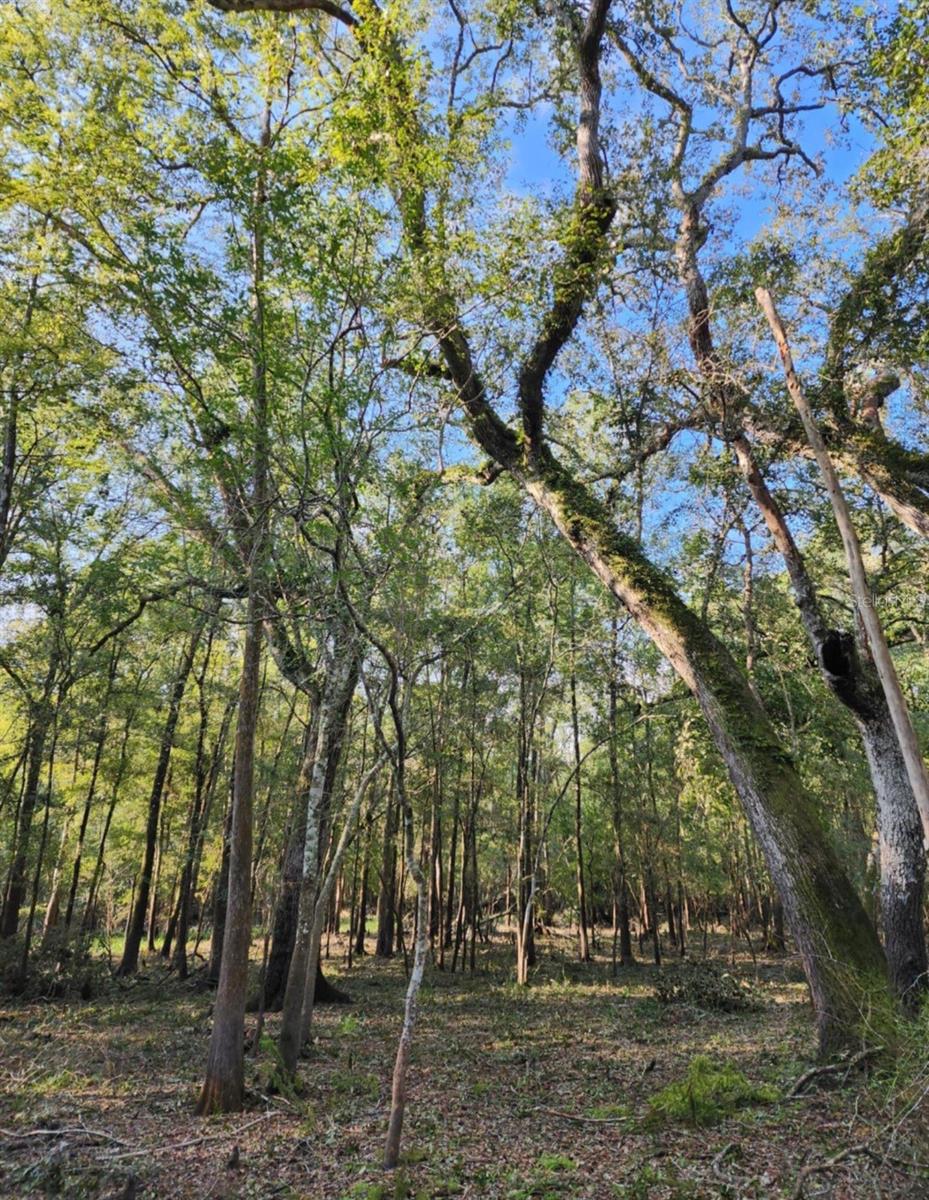 3190 NW 70 WAY, BELL, FL, 32619